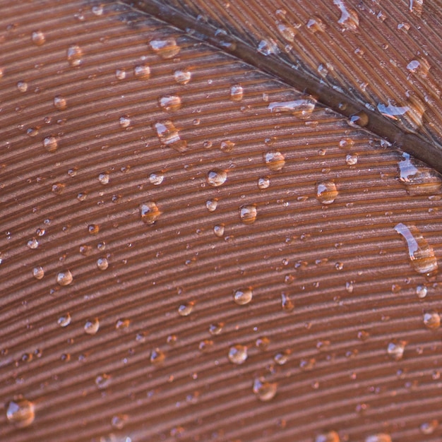 Free Photo full frame of water drops on brown feather surface