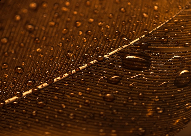 Free photo full frame of water drops on the golden feather surface