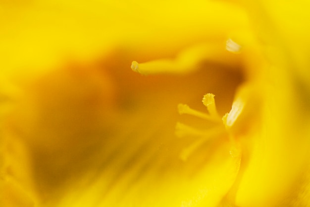 Full frame of yellow bright flower