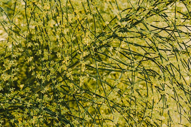 Free Photo full frame of yellow flowers on plant