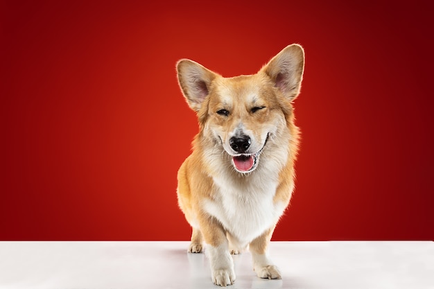 Free photo full of joy. welsh corgi pembroke puppy is posing. cute fluffy doggy or pet is sitting isolated on red background. studio photoshot. negative space to insert your text or image.