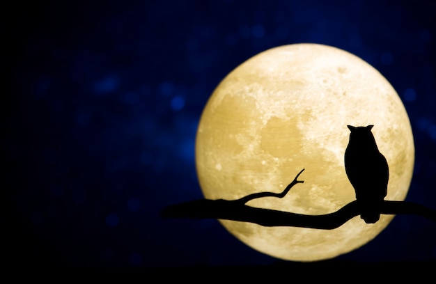 Free photo full moon in the night sky