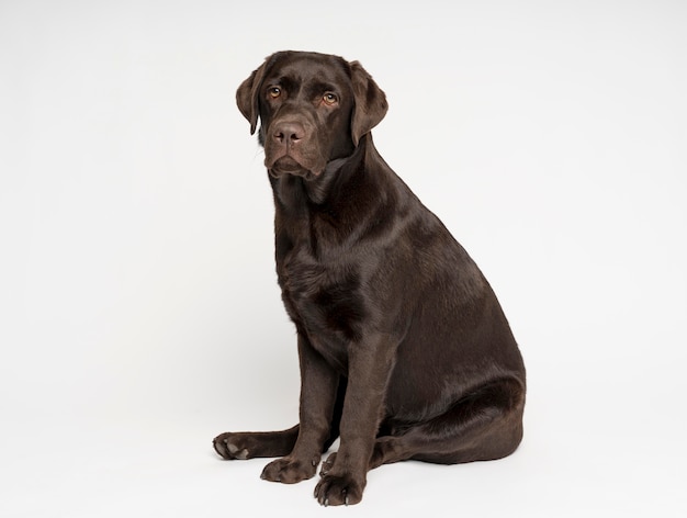 Free photo full shot dog posing with white background