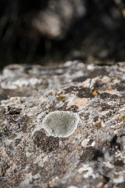 Fungus and lichen on rock surface