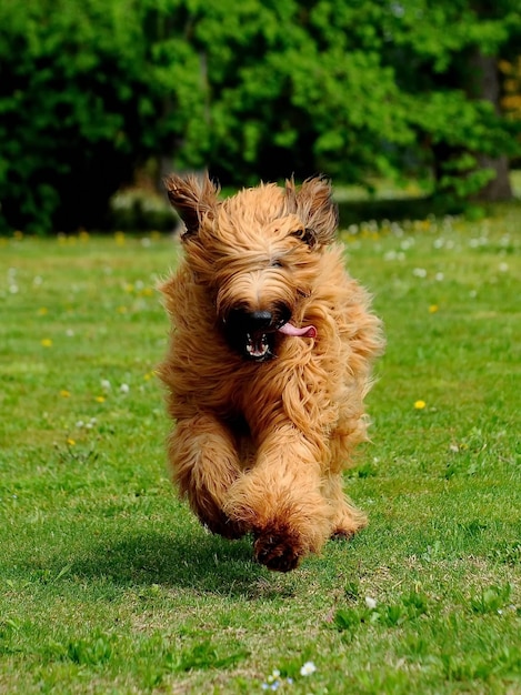 Free photo funny brown briard dog running in a park