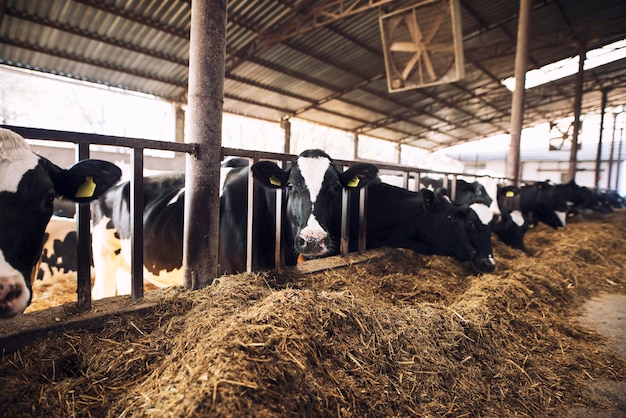 Funny curious cow looking at the camera while other cows eating hay in background at cattle farm