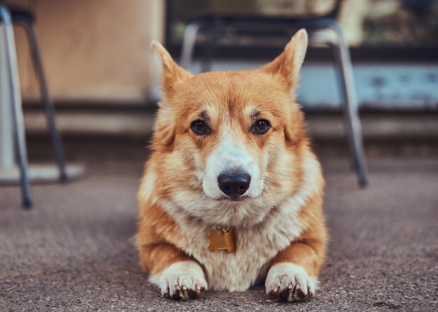 Funny cute breed Welsh corgi, lying on the asphalt near a cafe, waiting for its owner.