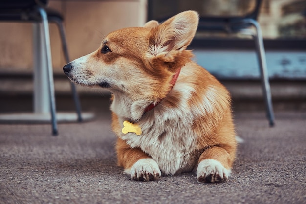 Free photo funny cute breed welsh corgi, lying on the asphalt near a cafe, waiting for its owner.