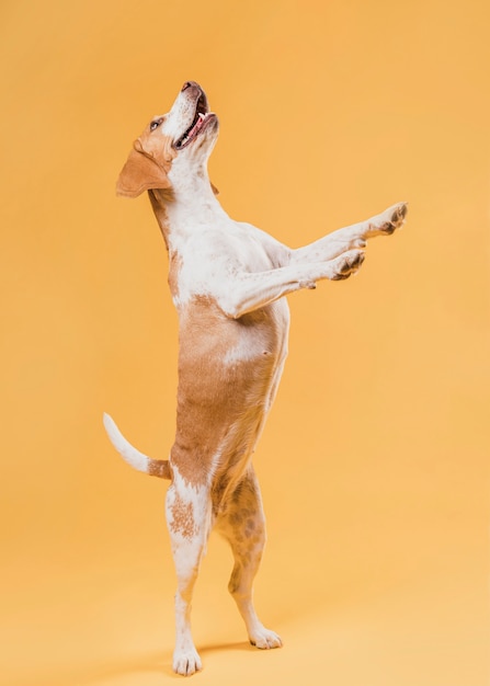 Funny dog standing on hind legs