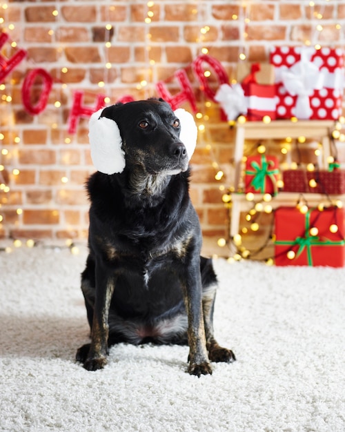 Free photo funny dog wearing a white earmuffs