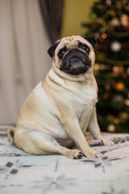 Funny dreamy pug with sad facial expression lying on the grey textile couch with blanket and cushion. Domestic pet at home. Purebred dog with wrinkled face. Close up, copy space,.