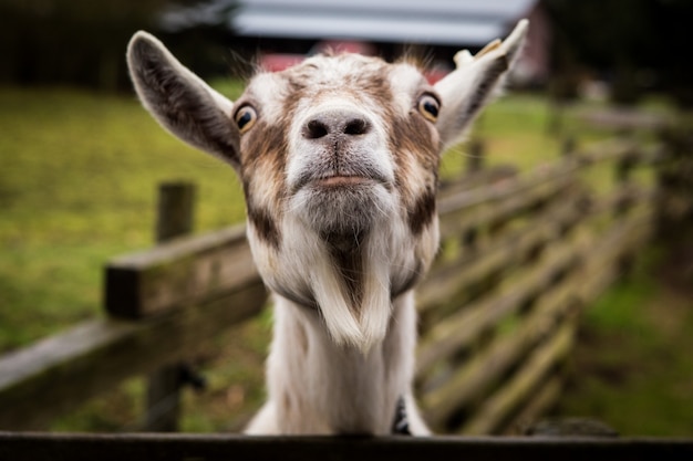 A funny goat looking at camera