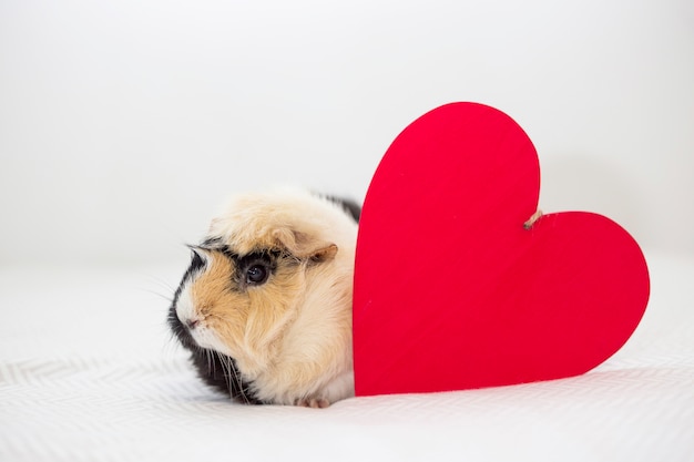 Free Photo funny guinea pig near decorative heart