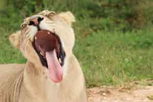 Free photo funny lioness yawning with her tongue out with the grassy field