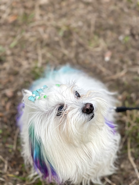 Funny Maltese dog with colored strands on a walk.