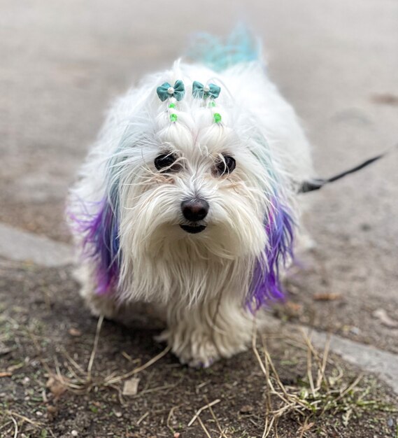 Funny Maltese dog with colored strands on a walk.