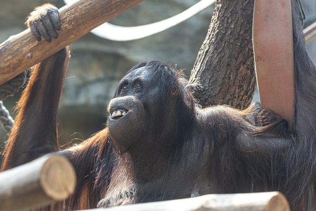 Funny monkey with a funny smile in the zoo