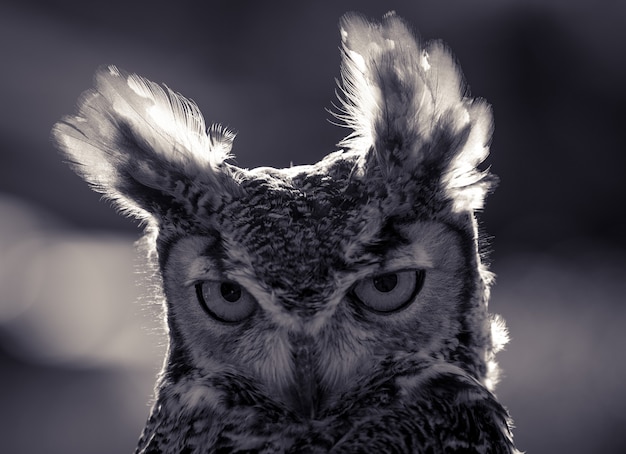 Free Photo funny owl closeup portrait