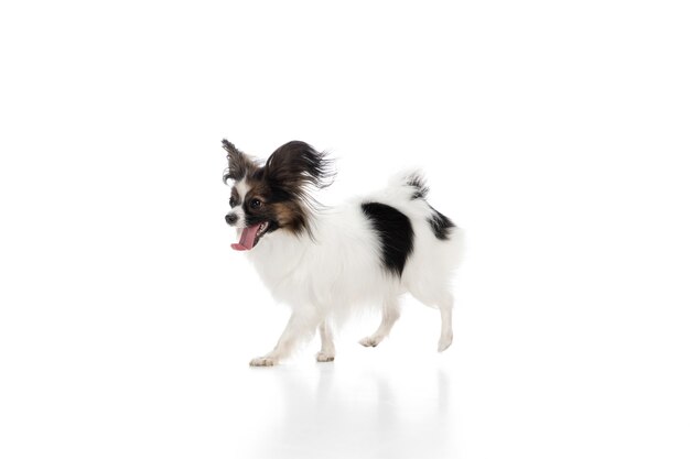 funny Papillon dog isolated on white