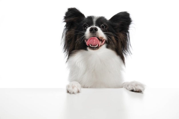 Free Photo funny papillon dog isolated on white