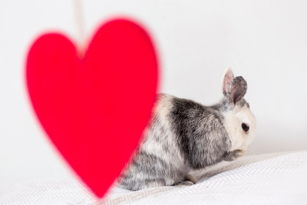 Free Photo funny rabbit and decorative red heart