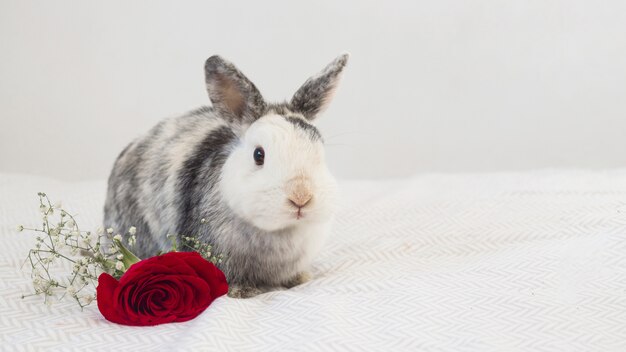 Funny rabbit near fresh flower 