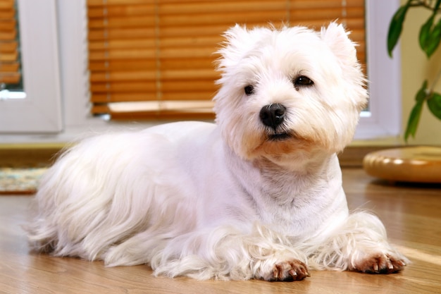 Funny white dog at home