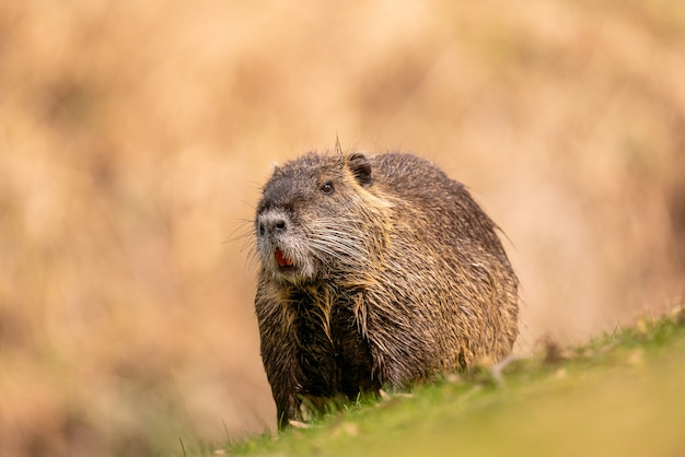 Free photo furry coypu is resting on the grass; a rodent