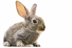 Free photo furry cute rabbit isolated