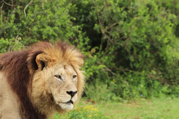 Furry lion walking in the Addo elephant national park during daytime