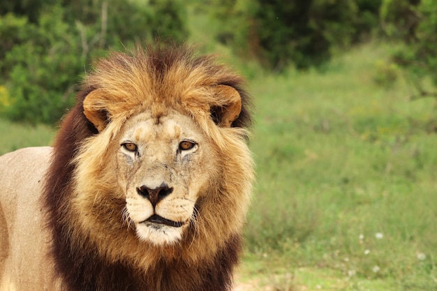 Free photo furry lion walking in the addo elephant national park during daytime