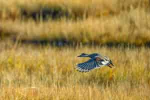 Free photo gadwall on its way out of the marsh in east lyme connecticut