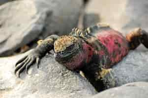 Free photo galapagos islands iguana