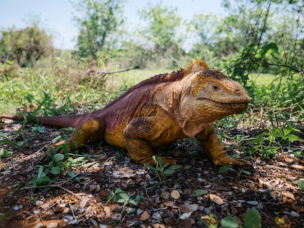 The Galapagos land iguana on the Galápagos Islands