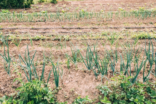 Free Photo garden beds with scallions