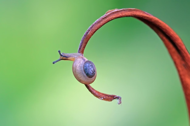 Free photo garden snail on dry leaves garden snail closeup