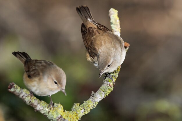 Garden warblers Sylvia borin, one unfocused, Malta, Mediterranean