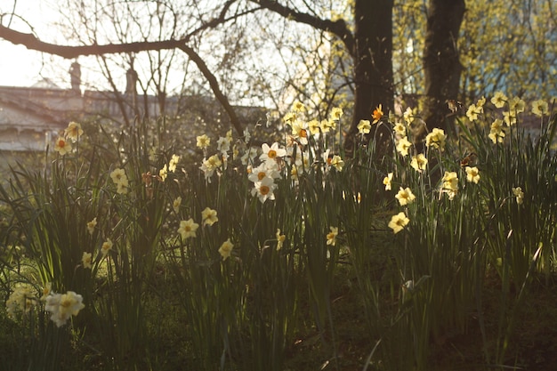 Free photo garden with blooming daffodils