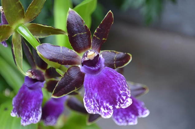 Garden with a blooming dark purple orchid blossom.