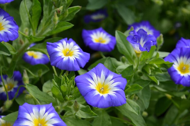 Garden with blooming morning glory flowers flowering.