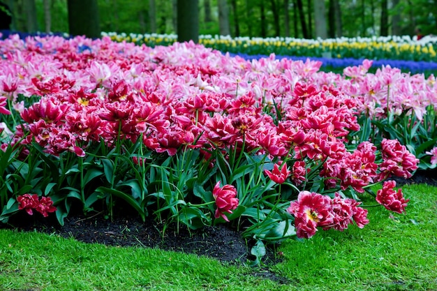 Garden with roses