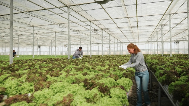 Free photo gardener businesswoman analyzing fresh cultivated salad working at vegetable production in hydroponics greenhouse plantation. rancher woman developing healthy agronomy industry. agricultural concept