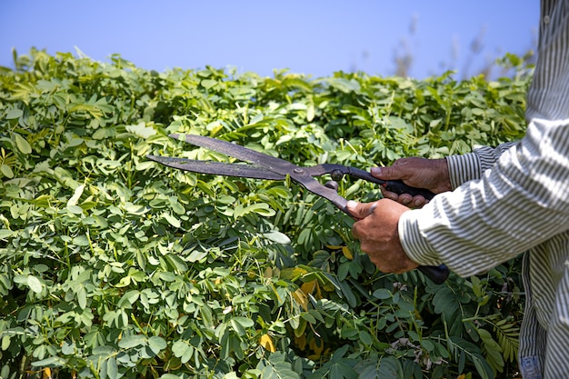 The gardener cuts the bush with large pruning shears.