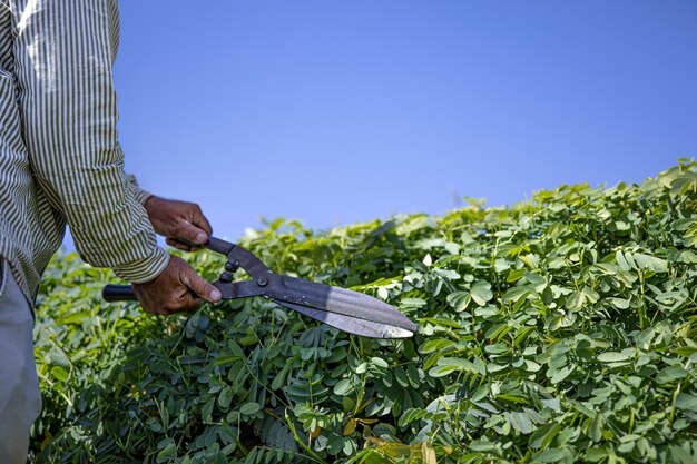 The gardener cuts the bush with large pruning shears