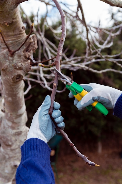 Free photo gardener cutting dried branches