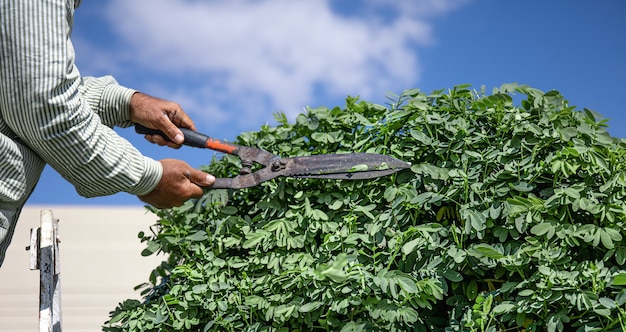 A gardener in the garden with a hut cuts a tree with hedgehogs against the sky.