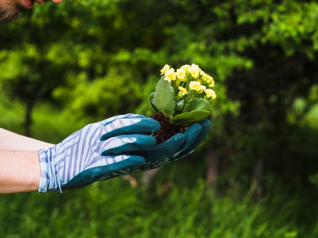 Free Photo gardener holding flowering plant