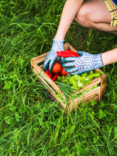 Gardener holding fresh vegetable in crate on green grass