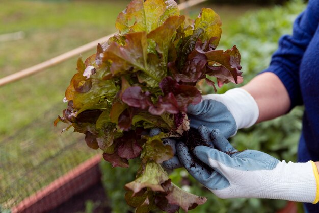 Gardener holding plant in garden