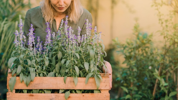 Free photo gardener holding wooden crate with lavender pot plants